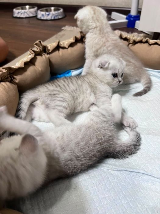 Продаётся котята