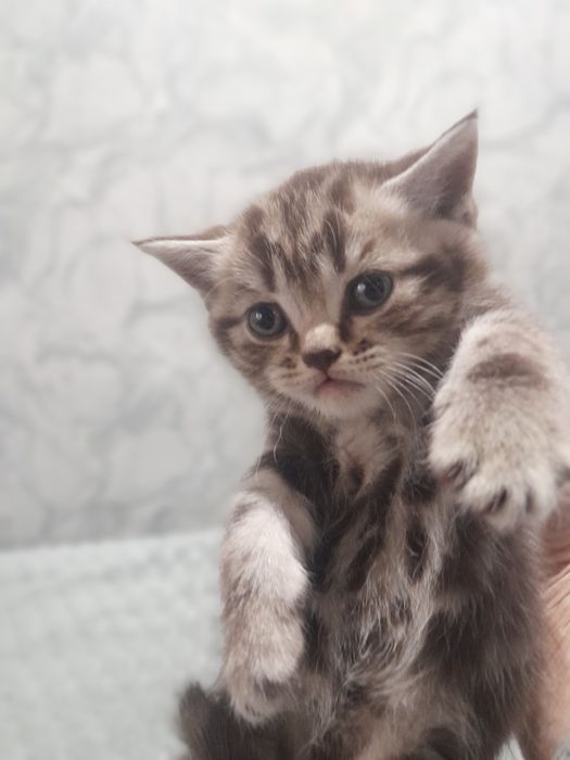 Продаются котята Британцы