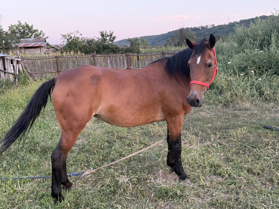 Iapa de vanzare