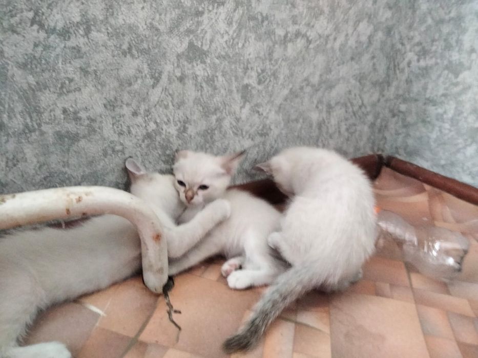 Отдам котят даром