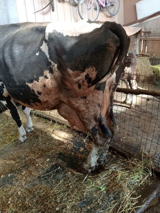Vînd vaci de lapte junică la prima fătare și vacă la a 4 fătare