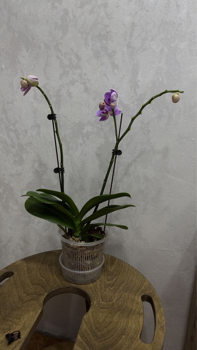 Орхидея, отцветает