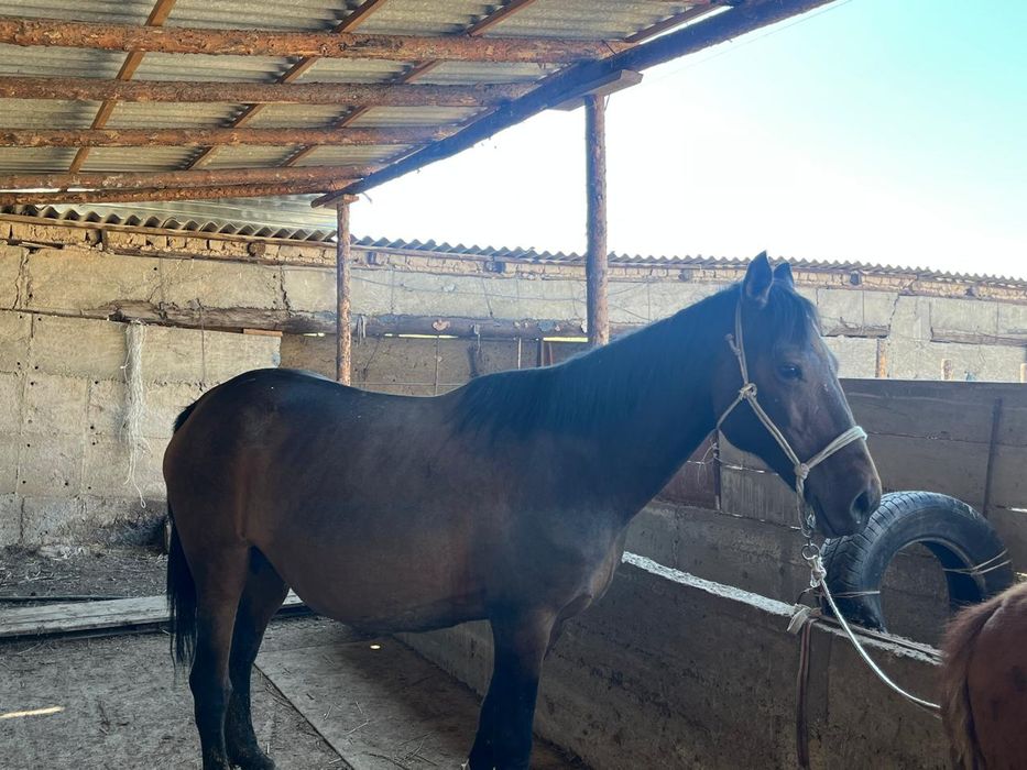 Сауынды бие құлынымен