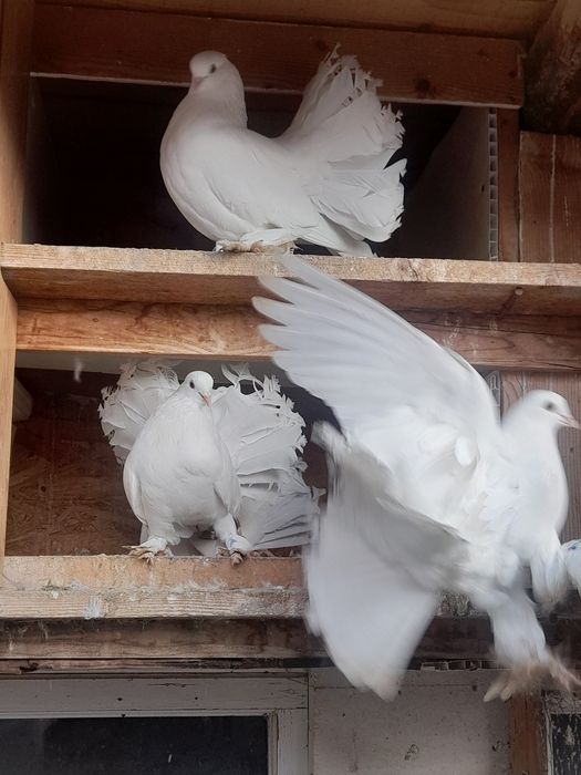 Porumbei volati unguresti