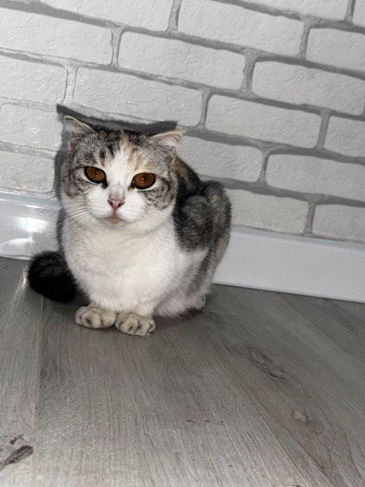 Британская вислоухая