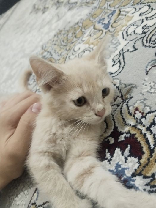 3 dona pishik, 1 dan olsa boladi Hadiya!!!