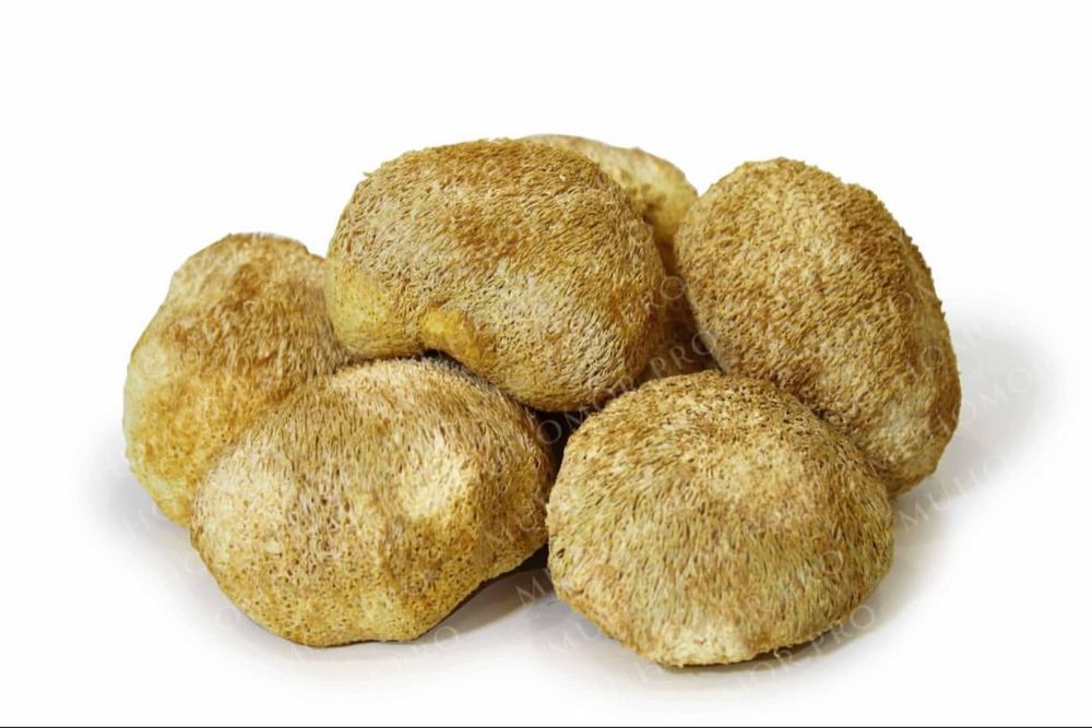 Ежовик гребенчатый и грибы в ассортименте