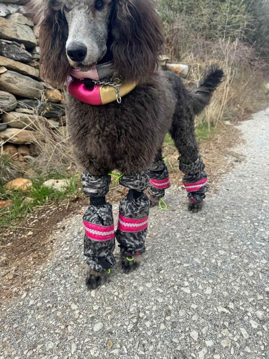 Гащеризон дъждобран, гети, нашийник