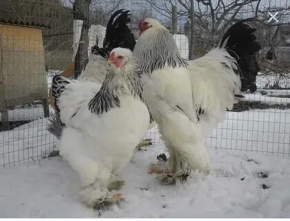 Brama tuxum sotiladi zoti gigant