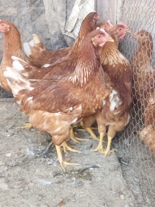 Продам куры домашние