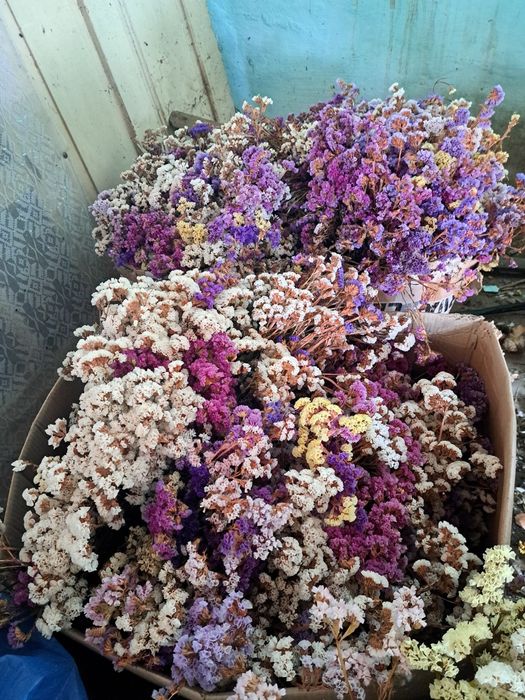 Flori uscate saraturica limonium