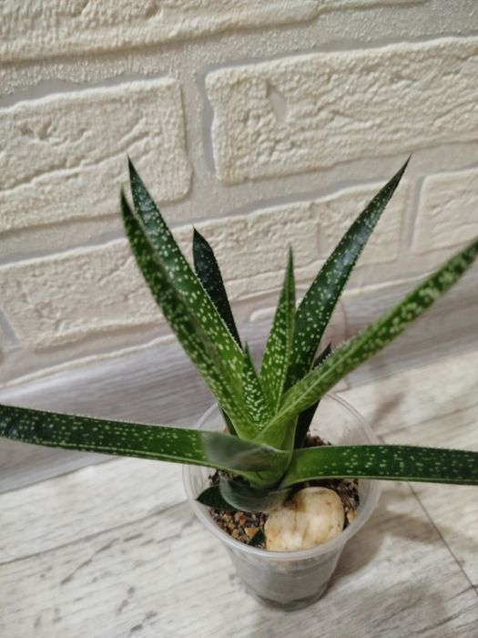 Продам суккуленты разных видов