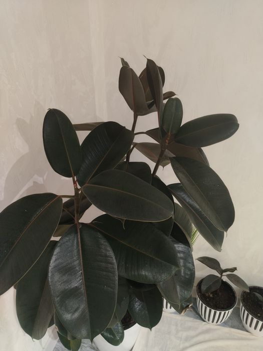 Fikus Elastika (Qora shahzoda)