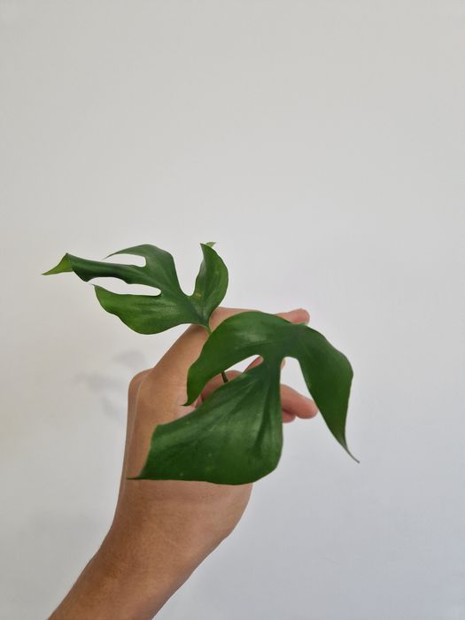 Рафидофора тетрасперма. Монстера минима