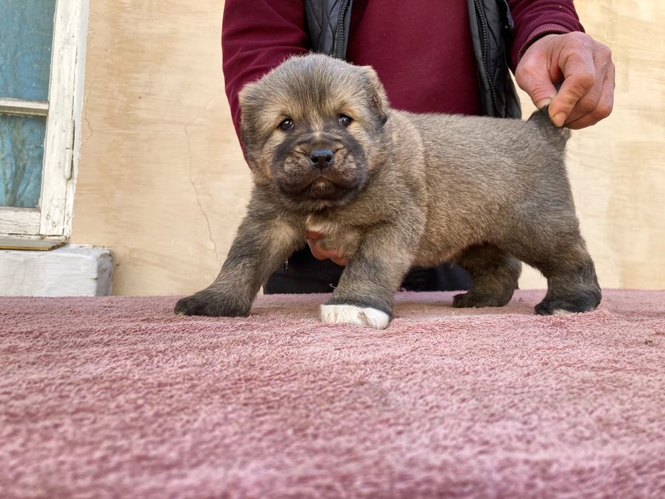 Щенок Кафказского Алабая ( чистокровный
