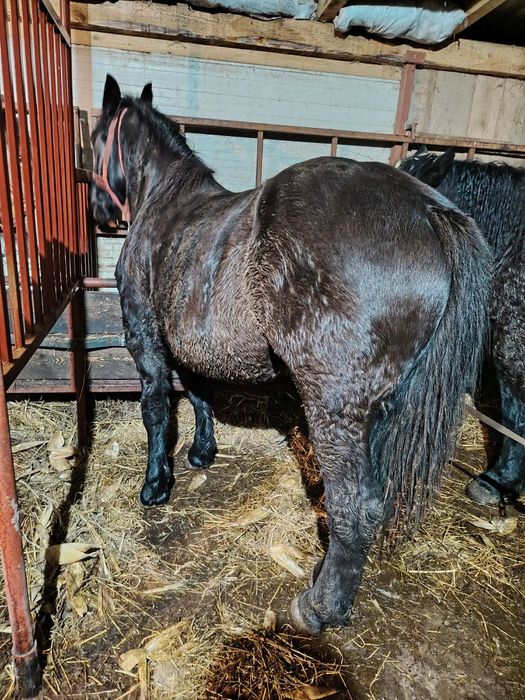 Vând mânză de 1,5 ani