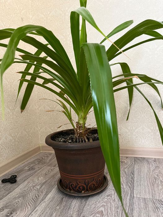 Үй гүлдері/домашние цветы