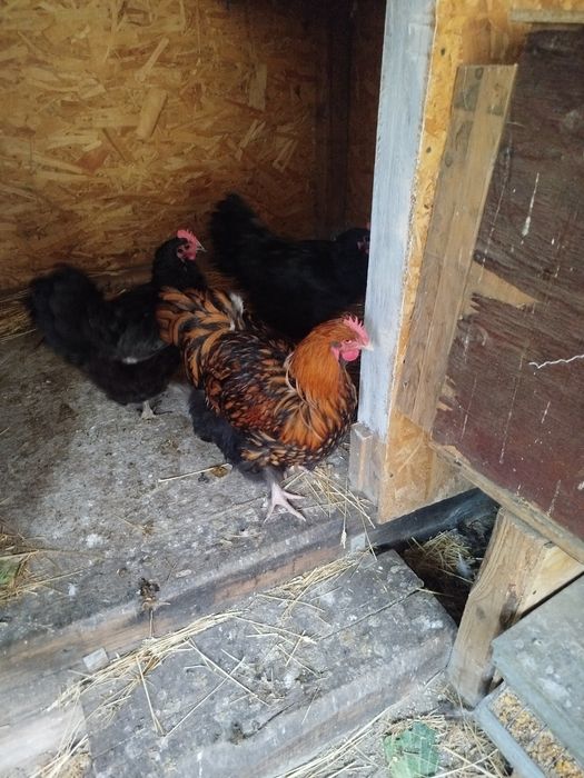 Vânzare iepuri și cocosi