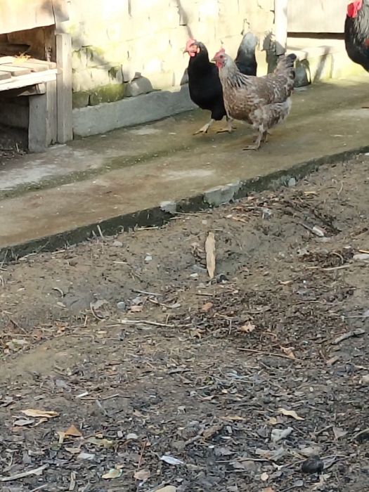 Tovuq Xo'roz sotiladi