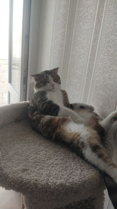 Отдам кота в добрые руки срочно