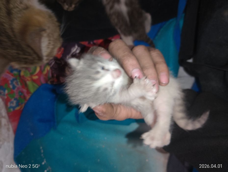 Кошка с котятами