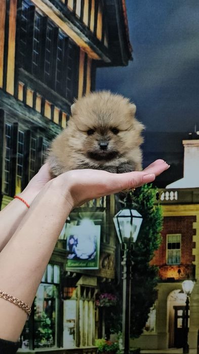 Шпиц рыжие щенки