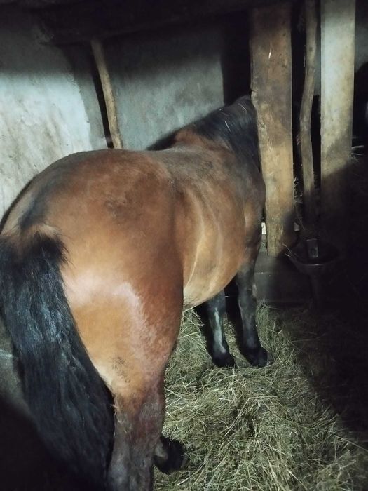 Vând vând vând vând mânz mânz mânz mânz mânz de 1 an necastrat