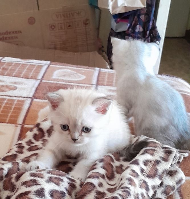 Британские котята