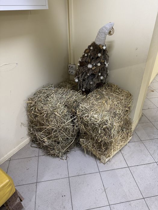 Продам сено за символическую цену
