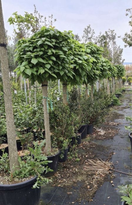 Leylandi tuia,forme.catalpa,smaralgd,diferite specii.transport pers