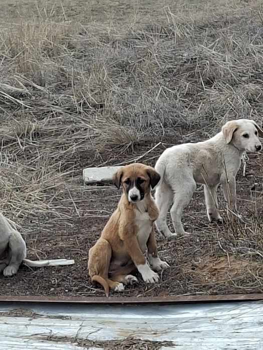 Отдам в хорошые руки