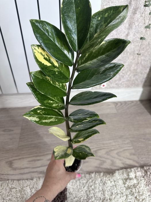 Сортовой замиокулькас