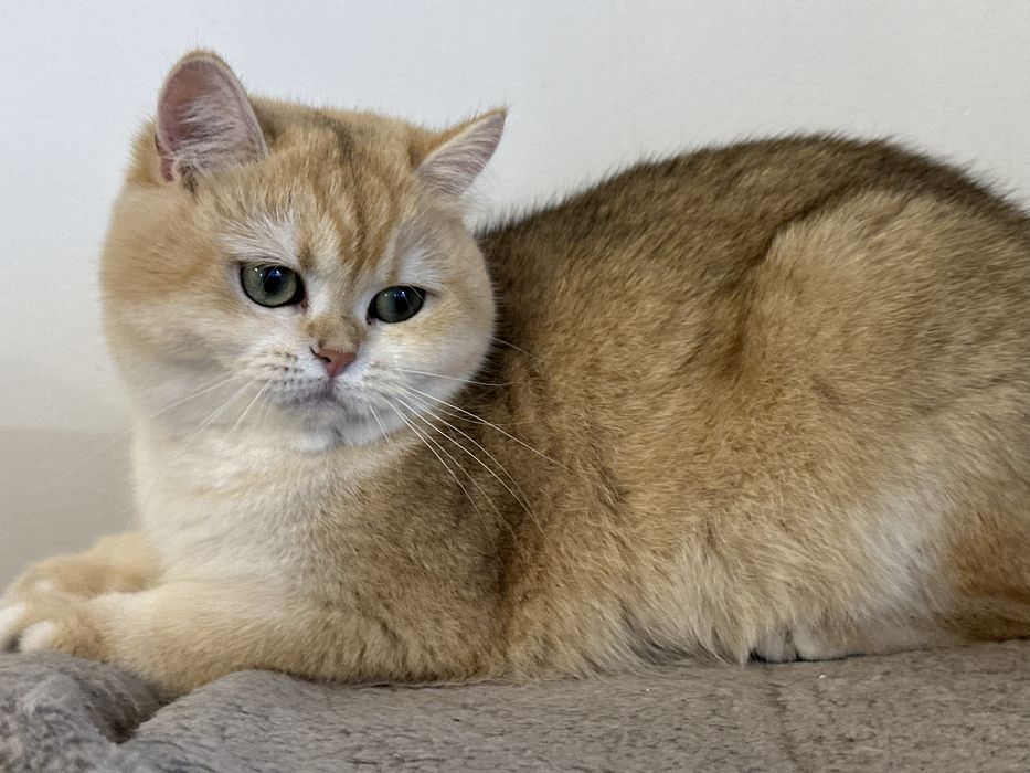 Fetita superba british shorthair golden. Pedigree WCF!