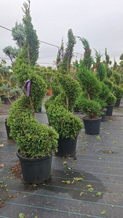 Plante naturale din Pepiniera