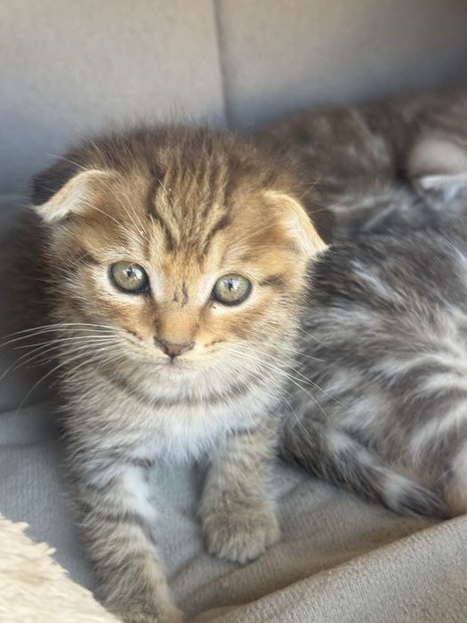 котята пародисти