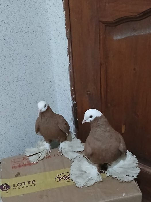 Продам голубей , с боем с летом