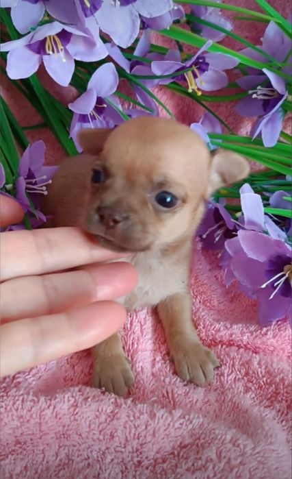 Мини мальчик чихуахуа