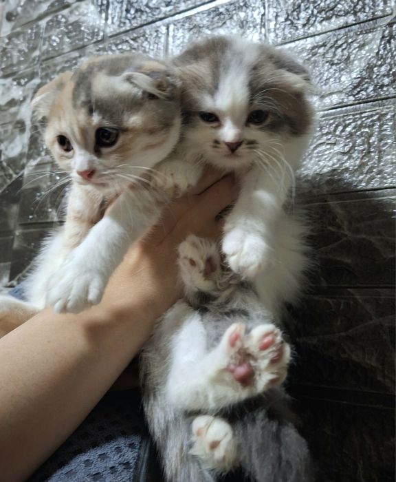 Котята Скоттиш-фолд