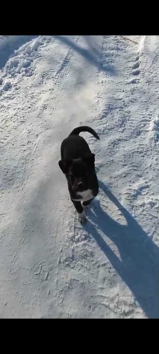 Ищем дом для малышей!