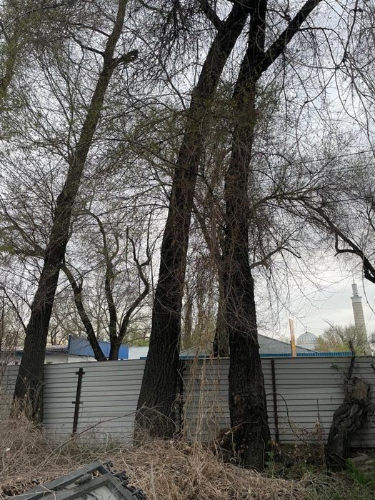 Дрова бесплатно