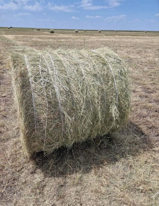 Продам сено в рулнах