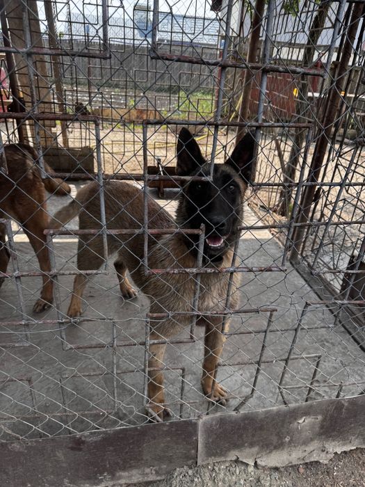 MALINOIS PREMIUM – Pui Excepțional din Linie cu Pedigree | Inteligență & Protecție de Top