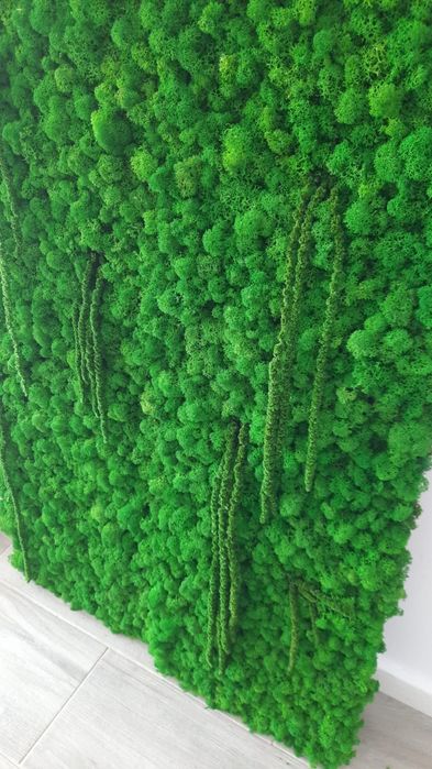 Decor licheni 30x200cm, 60x100cm