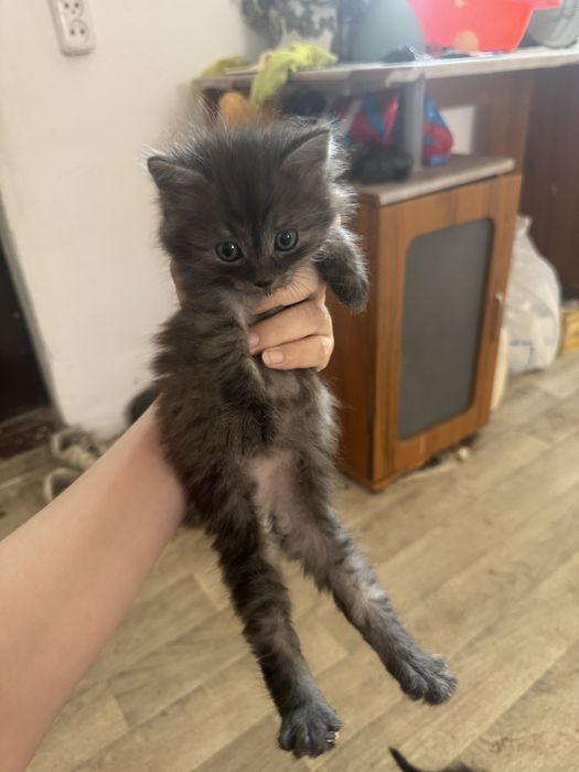 Отдам котят в добрые руки