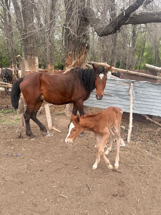 Құлынды бие жас 3 туған