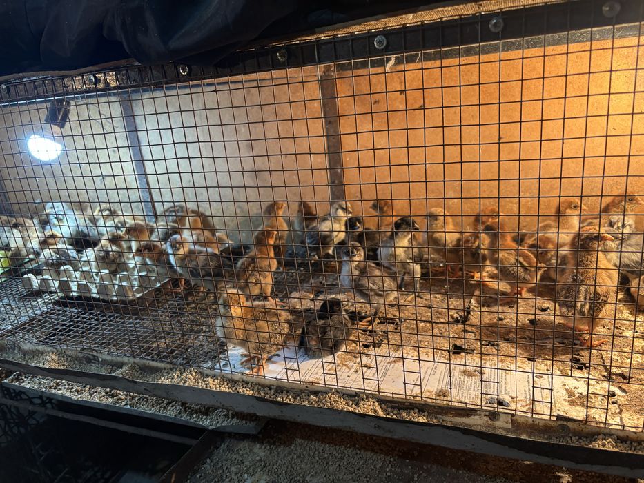 Продам цыплят Кучинку и Амерауканов