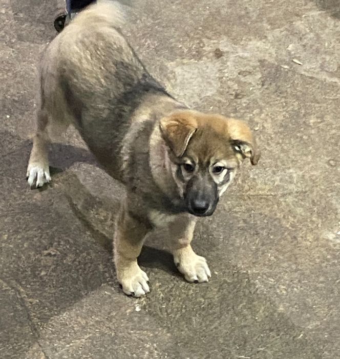 Собака, дворняжка, не мелкая