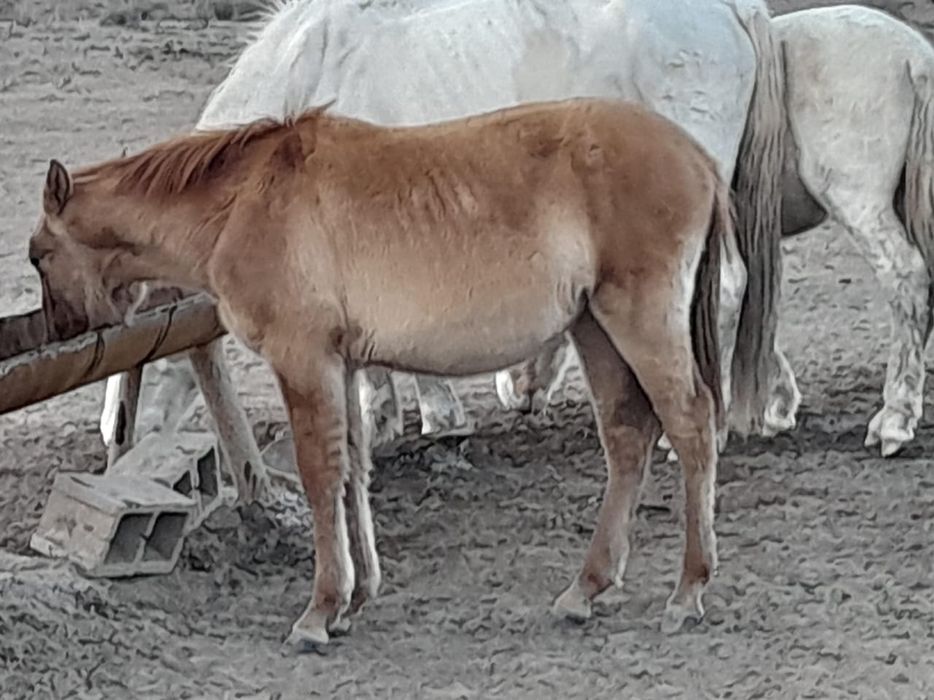 Жабағылар сатылады