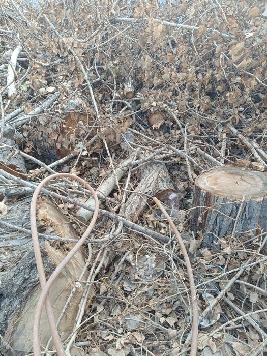 Отдам драва бесплатно