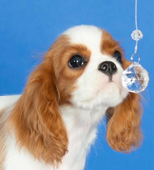 Щенки кавалер кинг чарльз спаниеля